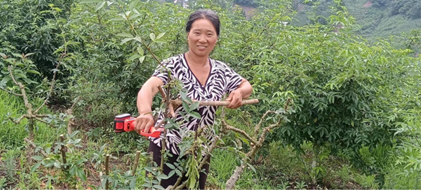 重庆巫溪菱角镇迎来花椒丰收季_fororder_图片2