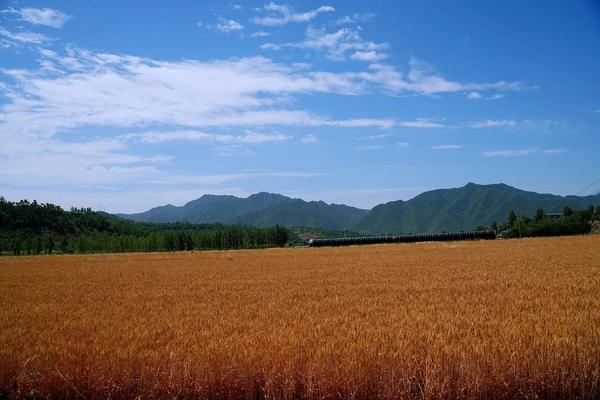 【客户端转发】洛阳栾川：风吹麦浪香 农耕研学忙