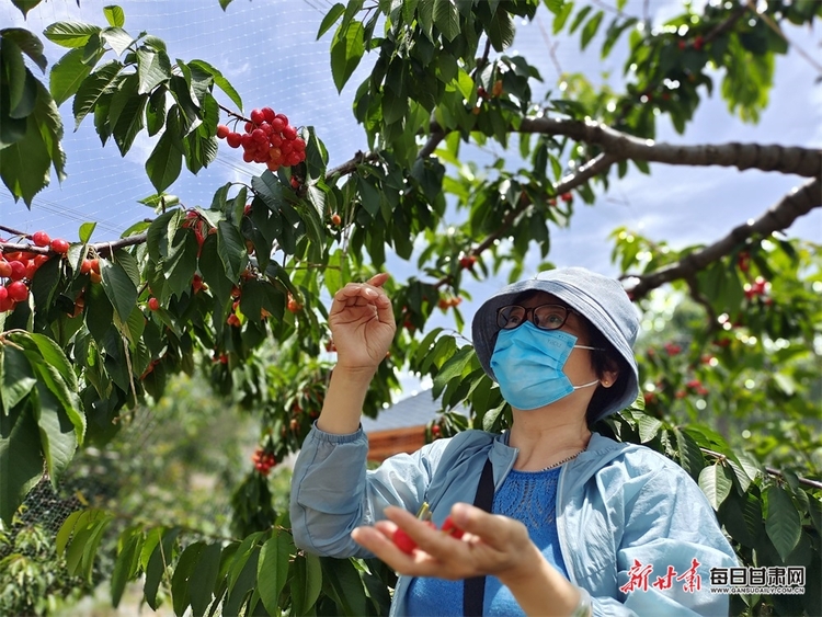 又红又甜快来采摘 临夏永靖县曹家湾的樱桃熟了_fororder_2