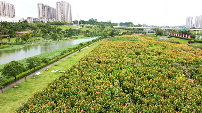 南宁：那考河美人蕉盛夏怒放 花海绚烂正当时