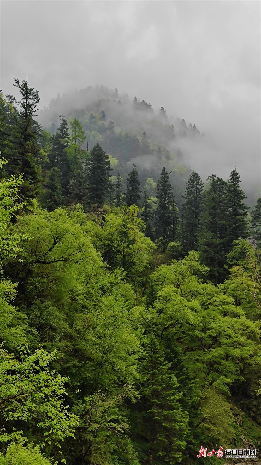 【焦点图】陇南烟雨雷古山 十里杜鹃艳_fororder_13