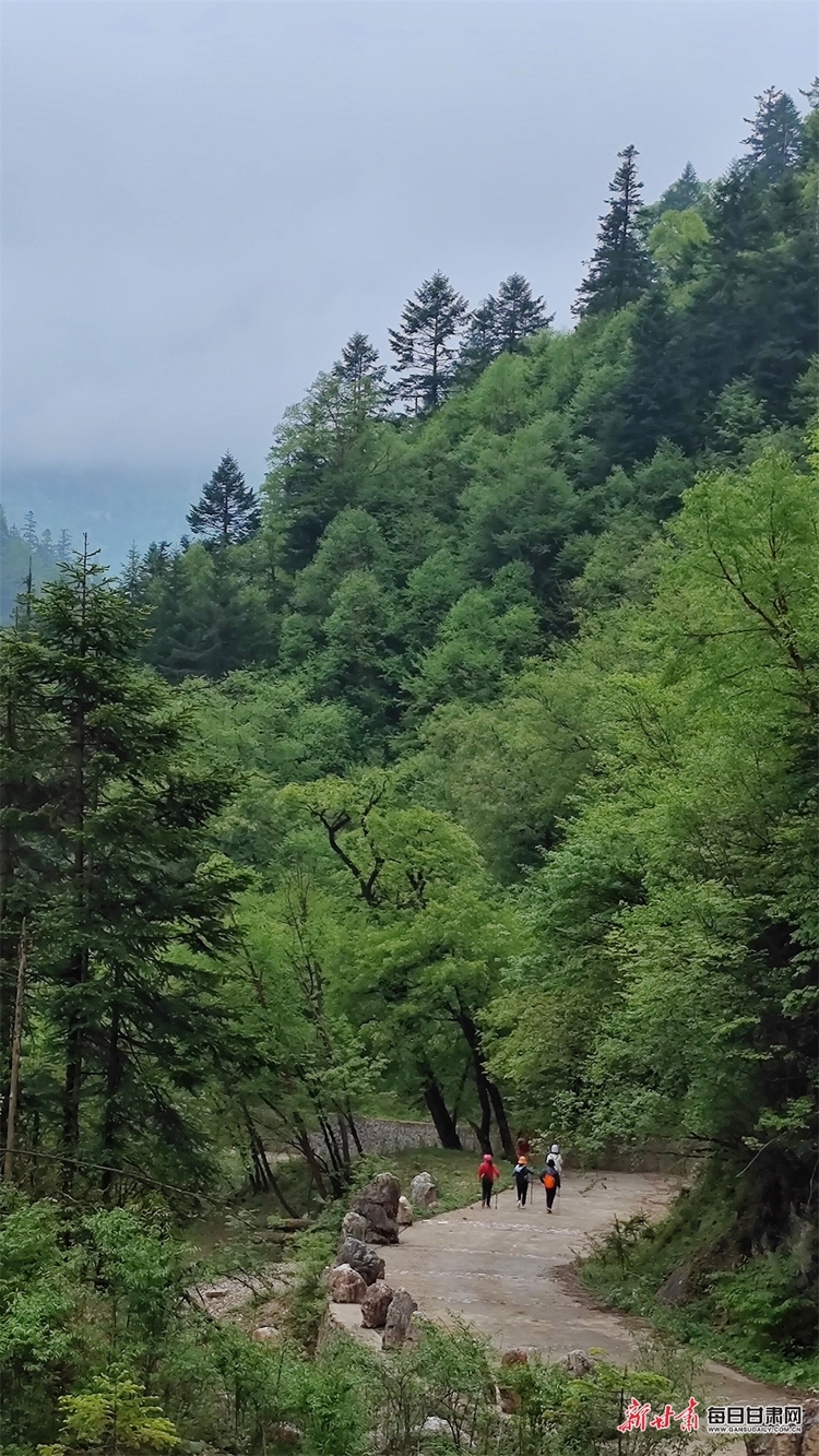 【焦点图】陇南烟雨雷古山 十里杜鹃艳_fororder_16