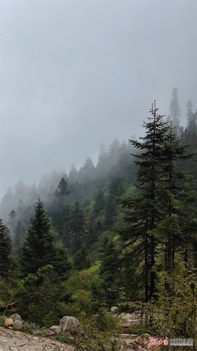 【焦点图】陇南烟雨雷古山 十里杜鹃艳_fororder_20