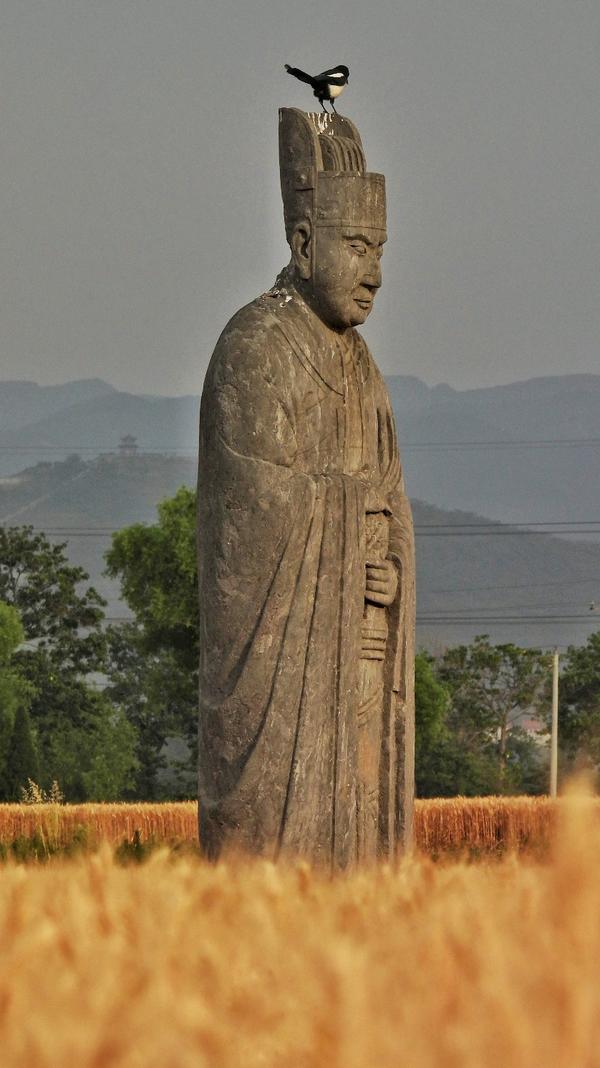 伫立千年 宋陵石像化身“麦田守望者”