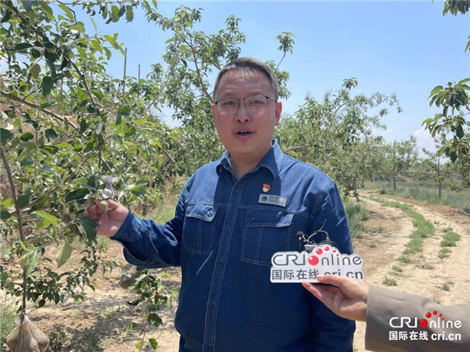 陕西榆林米脂县驻罗家硷村第一书记胡江博：让陕北米脂的“试验田”里开出“致富花”_fororder_图片6_副本