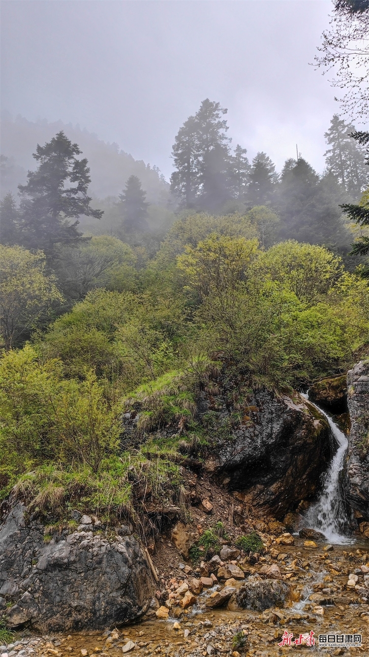 【焦点图】陇南烟雨雷古山 十里杜鹃艳_fororder_19