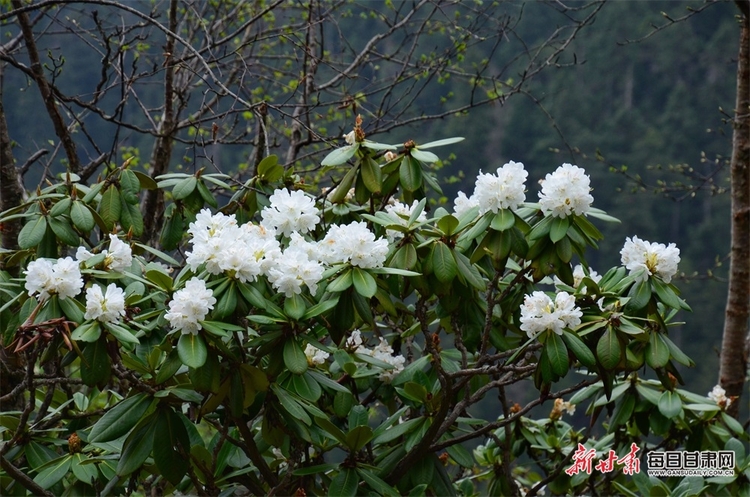 【焦点图】陇南烟雨雷古山 十里杜鹃艳_fororder_8