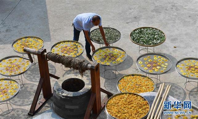 广西鹿寨：荷莲经济助脱贫