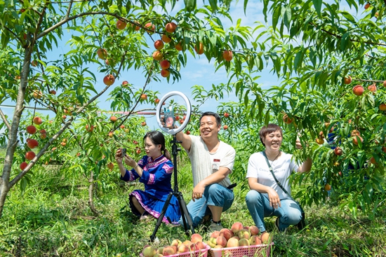 贵州天柱：打造精品桃李  村民乐享“绿色”红利_fororder_天柱县石洞镇石洞村村干在帮助桃园直播卖桃子。