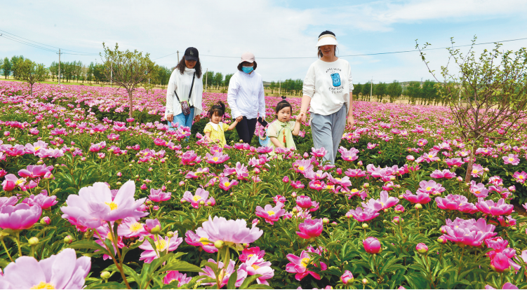 阜新：芍药花开致富路_fororder_微信截图_20220613090124