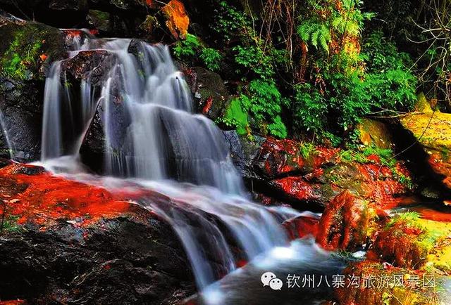 河池巴马探访长寿之乡，去钦州八寨沟探寻“绿野仙踪”，到广西药用植物园化身“小神农”…… 暑假带孩子去哪玩？一起去寻觅“绿野仙踪”