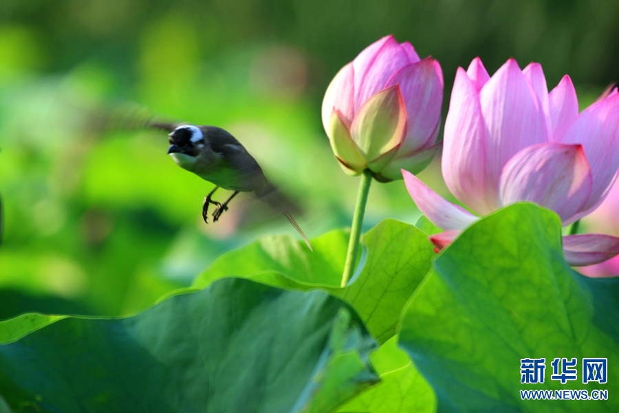 河南南阳：生态好 荷花艳 鸟儿欢