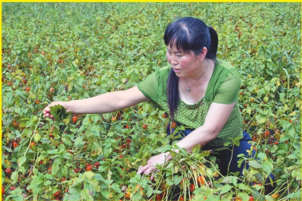 依兰美丽乡村风景线 民富业兴活力来