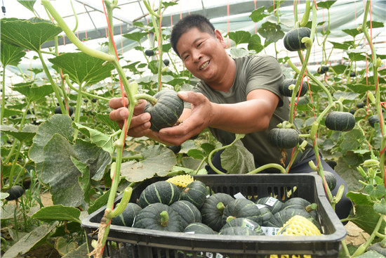 开封杞县：“贝贝”小南瓜 致富大产业_fororder_万志刚在采摘贝贝南瓜 刘银忠 摄