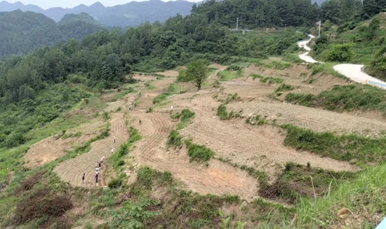 （供稿）贵州思南完成3000亩撂荒地整治_fororder_复耕复种。兴隆乡供图