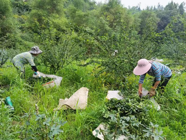 重庆铜梁：村民喜笑颜开迎花椒丰收_fororder_图片1