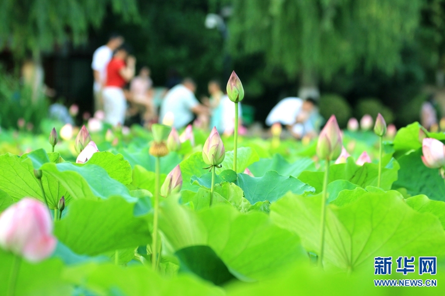 河南南阳：生态好 荷花艳 鸟儿欢