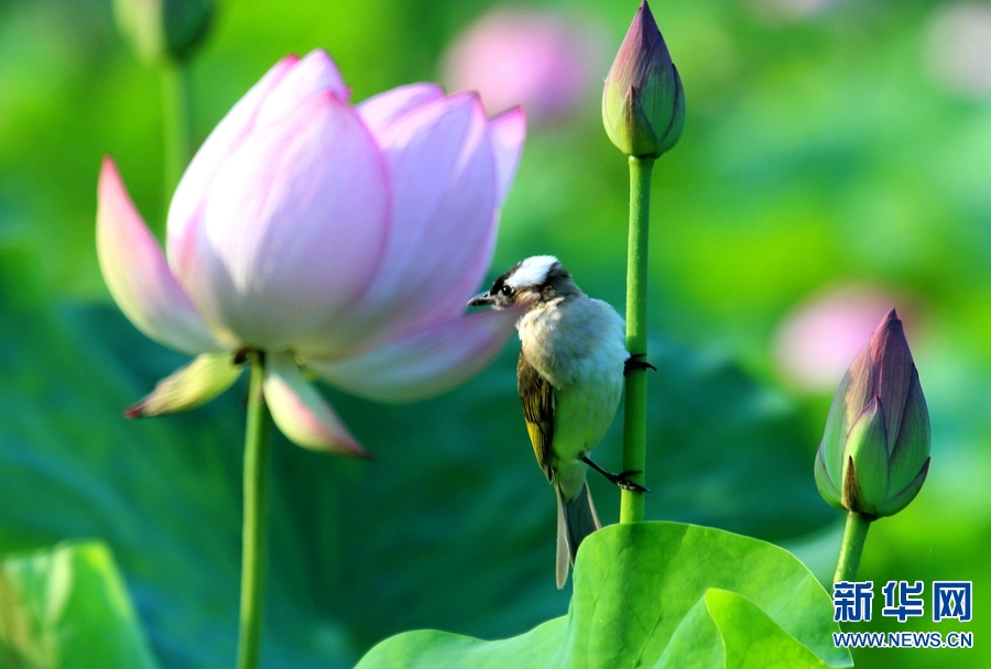 河南南阳：生态好 荷花艳 鸟儿欢