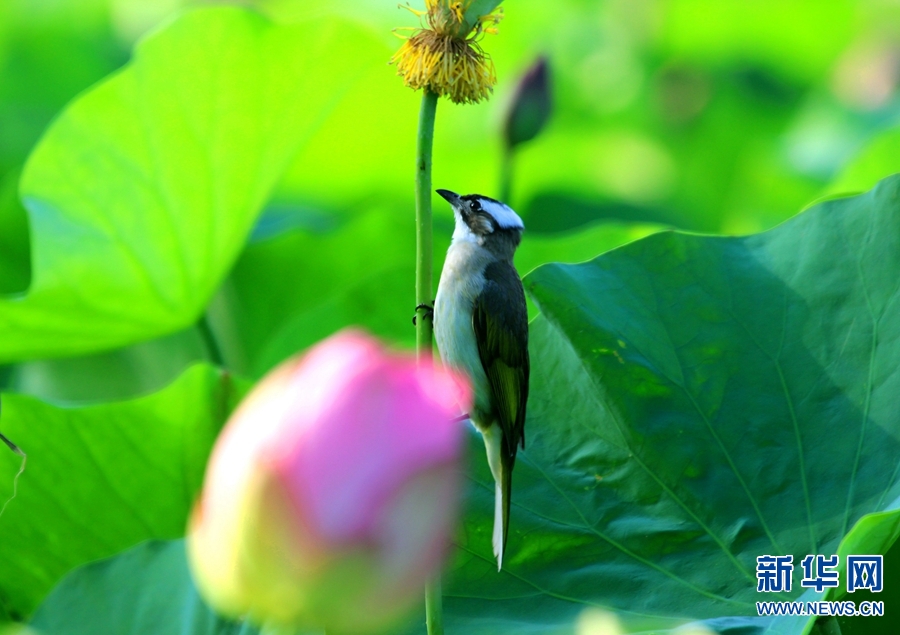 河南南阳：生态好 荷花艳 鸟儿欢