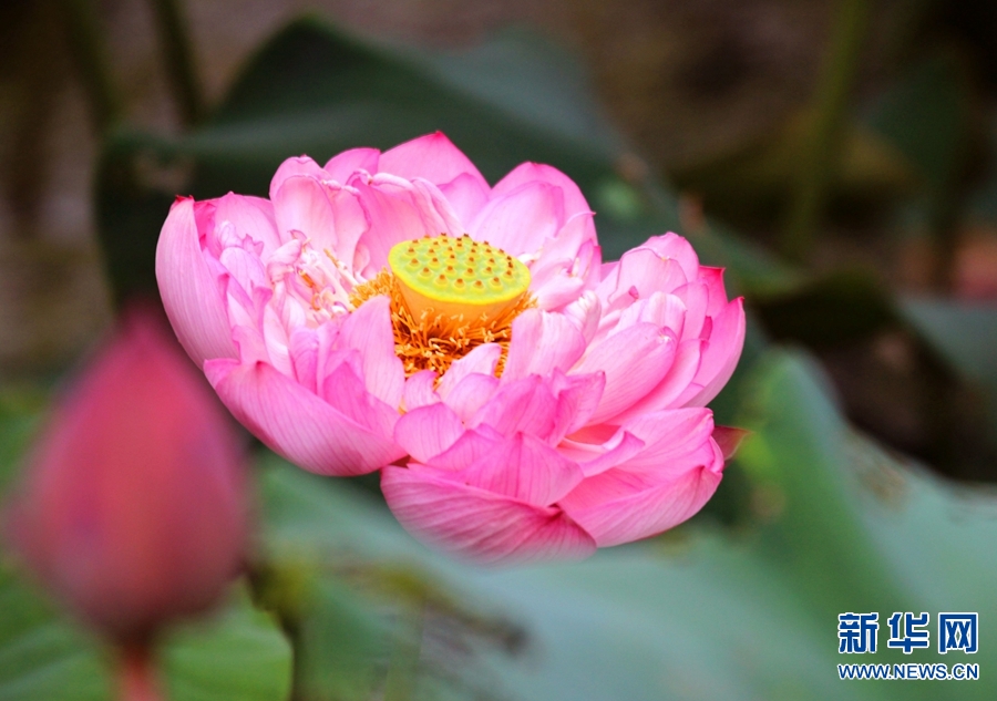 河南南阳：生态好 荷花艳 鸟儿欢