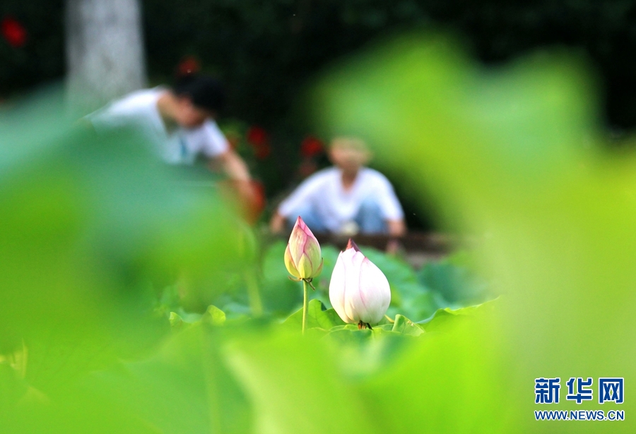 河南南阳：生态好 荷花艳 鸟儿欢