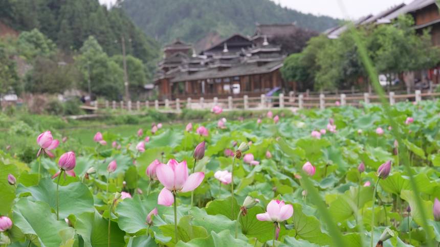 广西三江：夏日侗乡荷塘美