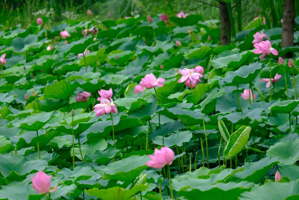 【城市远洋】重庆南岸苦竹溪荷花盛开 亭亭玉立待君来