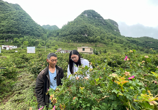 （供稿）贵州水城：刺梨采收谋划早 农户致富信心足_fororder_微信图片_20220614125822