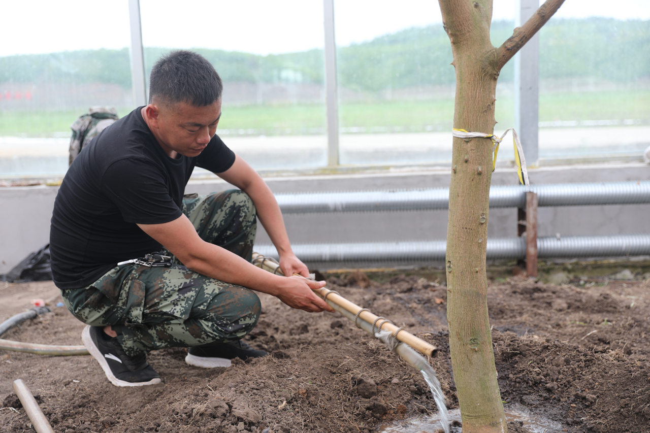 山茄树成功移种！生物经济助力呼玛乡村振兴