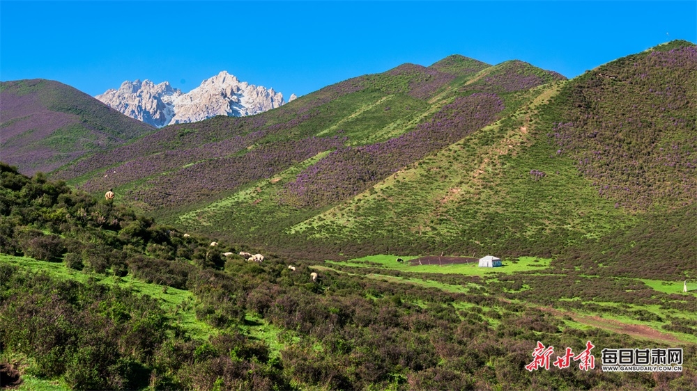 【大美甘肃】草原雪山邀白云 山花牧群醉轻风 夏日武威天祝的美需要用心体会_fororder_7