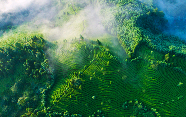 眉山洪雅：读东坡名句 品诗里雅茶_fororder_洪雅茶园-摄影-何泽琼