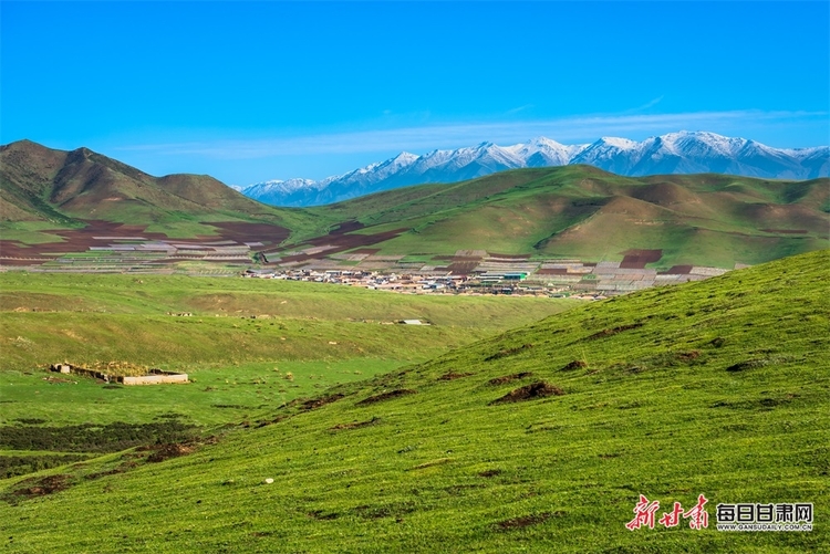 【大美甘肃】草原雪山邀白云 山花牧群醉轻风 夏日武威天祝的美需要用心体会_fororder_3