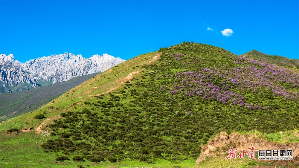 【大美甘肃】草原雪山邀白云 山花牧群醉轻风 夏日武威天祝的美需要用心体会_fororder_8