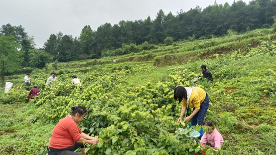 （供稿）贵州思南：产业振兴有“干将” 金银花地出“金银”_fororder_金银花采摘忙（邹圣珍 摄）