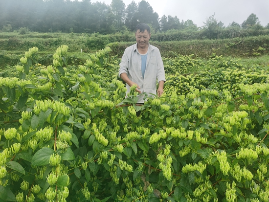 （供稿）贵州思南：产业振兴有“干将” 金银花地出“金银”_fororder_万有常查看金银花长势（邹圣珍 摄）