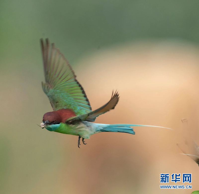 初夏萌“虎” 枝头秀美