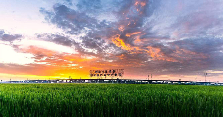 原产地｜眉山永丰村：芬芳夏日 景美如画_fororder_夕阳与水稻构成绝美画卷-供图-东坡区融媒体中心（1）