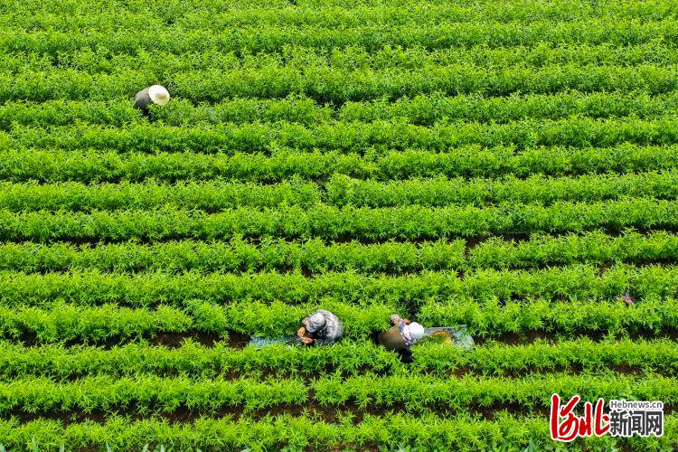 河北遵化：树木苗圃夏管忙