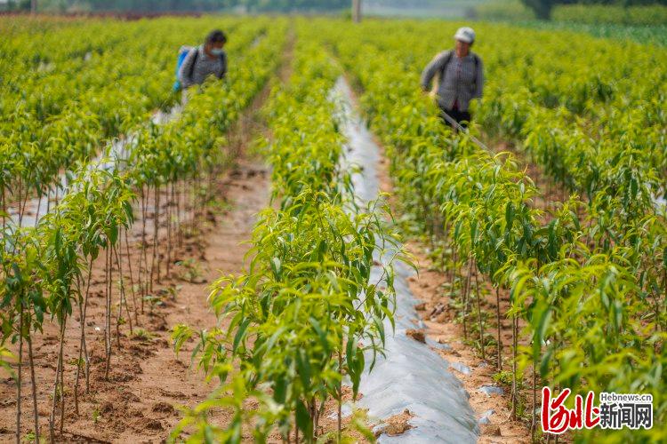 河北遵化：树木苗圃夏管忙