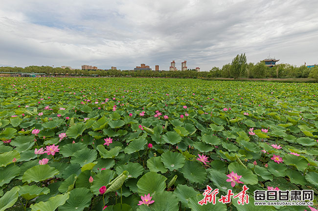 又到赏荷季 张掖甘州区润泉湖“荷”你有约_fororder_2