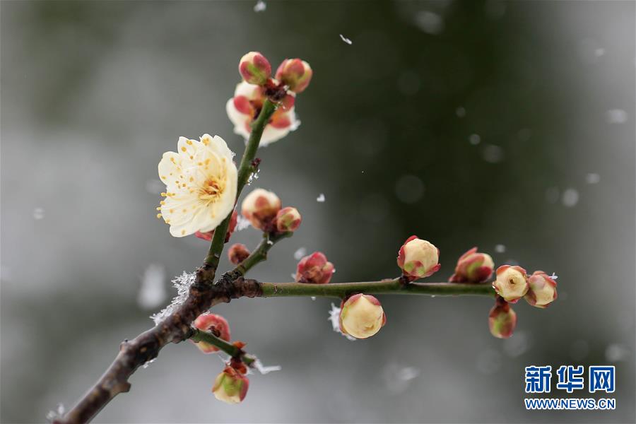 江苏淮安：踏雪寻梅