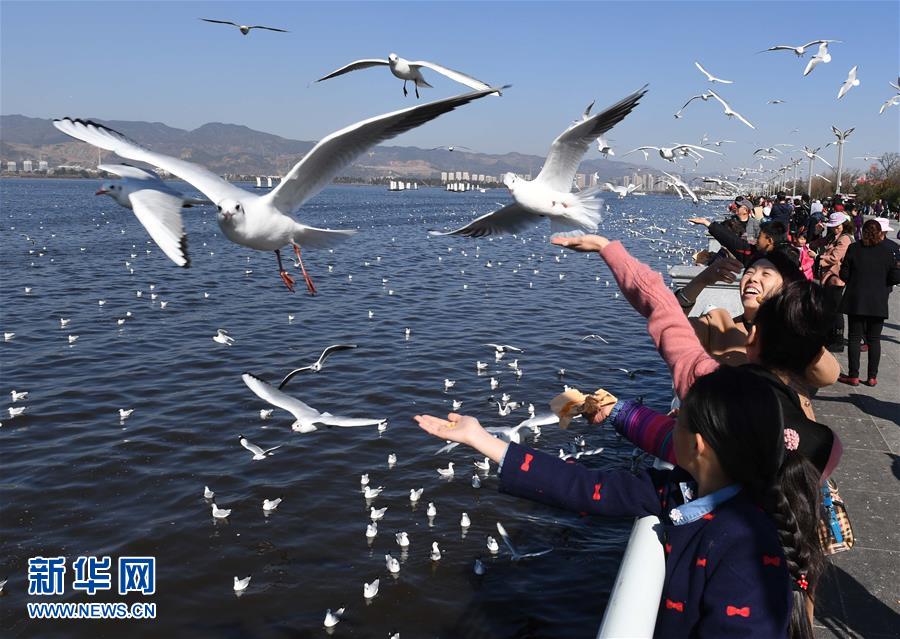 云南昆明：天气晴好 喂鸥拍照