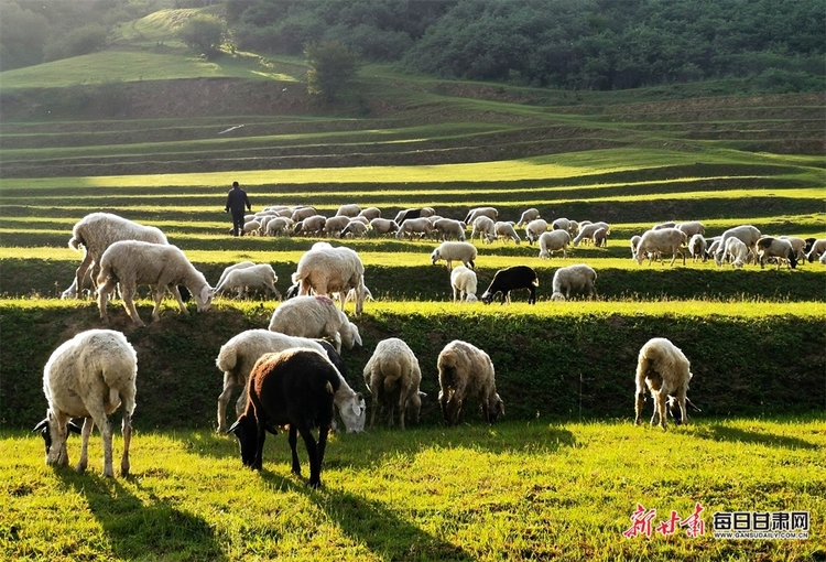 【大美甘肃】都是封面 天水清水非子牧场有你不曾见过的风景_fororder_8