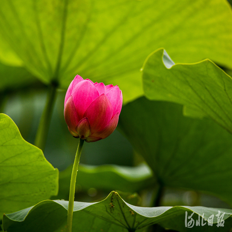 按图索冀｜夏日赏荷正当时