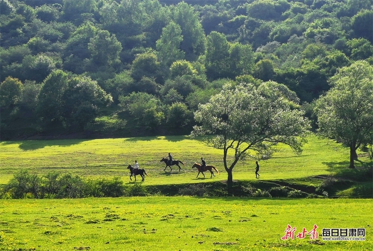 【大美甘肃】都是封面 天水清水非子牧场有你不曾见过的风景_fororder_4