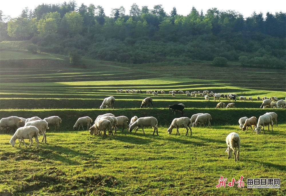 【大美甘肃】都是封面 天水清水非子牧场有你不曾见过的风景_fororder_10