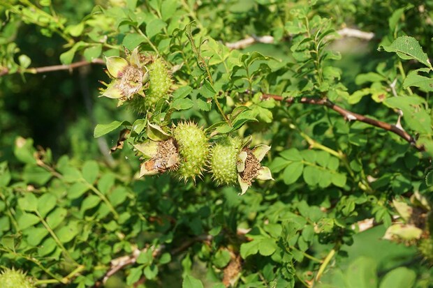 【金融理财-右侧图片】辰山植物园缫丝花挂幼果