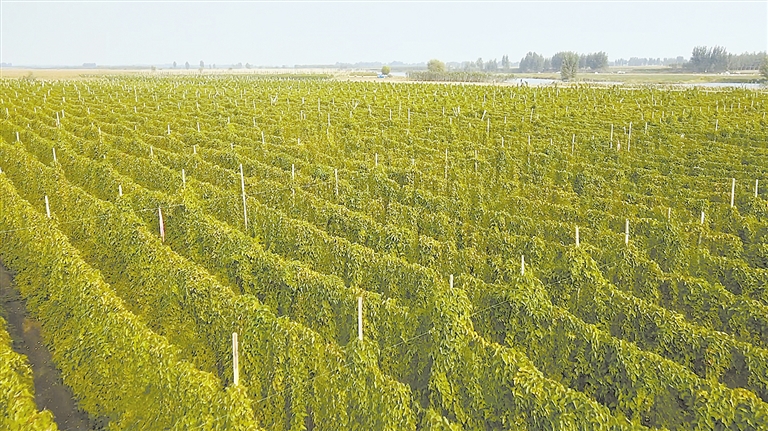 保定蠡县：新农人为麻山药产业开出新“药”方