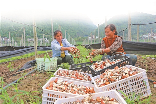 广西河池：夏季蔬菜抢“鲜”采