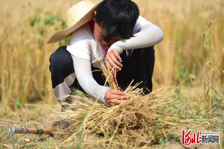 河北沧县：校园夏收麦飘香